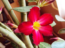 DSC00650