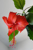 hibiscus Rouge Tropique