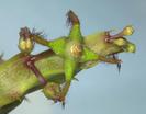 Caralluma bhupinderiana
