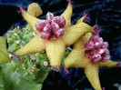 Caralluma lavrani