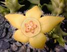 Orbea semota v. lutea