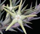 Caralluma rogersii