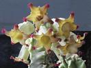 Caralluma solenophora
