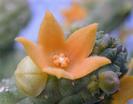 Echidnopsis cereiformis