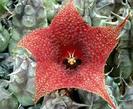 Huernia saudiarabica