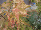 Acer palmatum (2012, September 16)