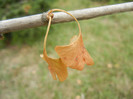 Gingko biloba in Autumn (2012, Sep.18)