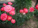 SANY0175