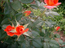 SANY0176