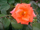 SANY0178