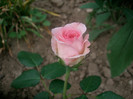 SANY0187