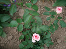 SANY0194