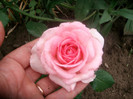 SANY0246