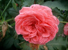 SANY0248