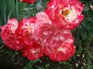 SANY0251