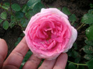 SANY0263