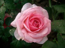 SANY0264