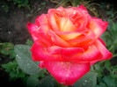 SANY0271