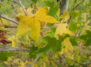 Liquidambar in Autumn (2012, Sep.18)