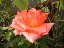 Rose Monica (2012, September 19)
