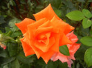 Rose Monica (2012, September 19)