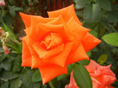 Rose Monica (2012, September 19)