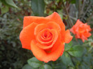 Rose Monica (2012, September 20)