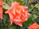Rose Monica (2012, September 20)