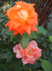 Rose Monica (2012, September 20)