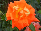 Rose Monica (2012, September 20)