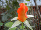 Rose Monica (2012, September 20)