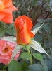 Rose Monica (2012, September 20)
