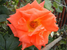 Rose Monica (2012, September 20)