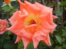 Rose Monica (2012, September 20)