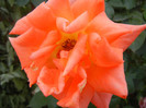 Rose Monica (2012, September 20)