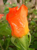 Rose Monica (2012, September 21)