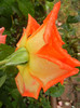 Rose Monica (2012, September 21)