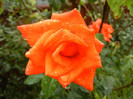 Rose Monica (2012, September 21)
