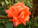 Rose Monica (2012, September 21)