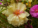 Portulaca grandiflora (2012, Sep.09)