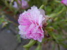 Portulaca grandiflora (2012, Sep.12)