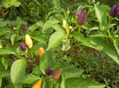 Purple Chili Pepper (2012, September 07)