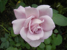 Rose Sissi (2012, September 20)