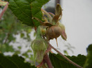 Morning Glory seeds (2012, Sep.18)