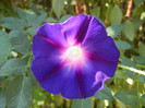 Morning Glory_Ipomoea (2012, Sep.20)