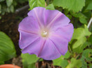 Picotee Morning Glory (2012, Sep.14)
