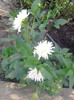 P270610_18.46_[02]