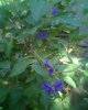 gentiana