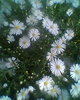 aster alb