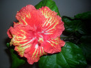 Hibiscus Sun Shower